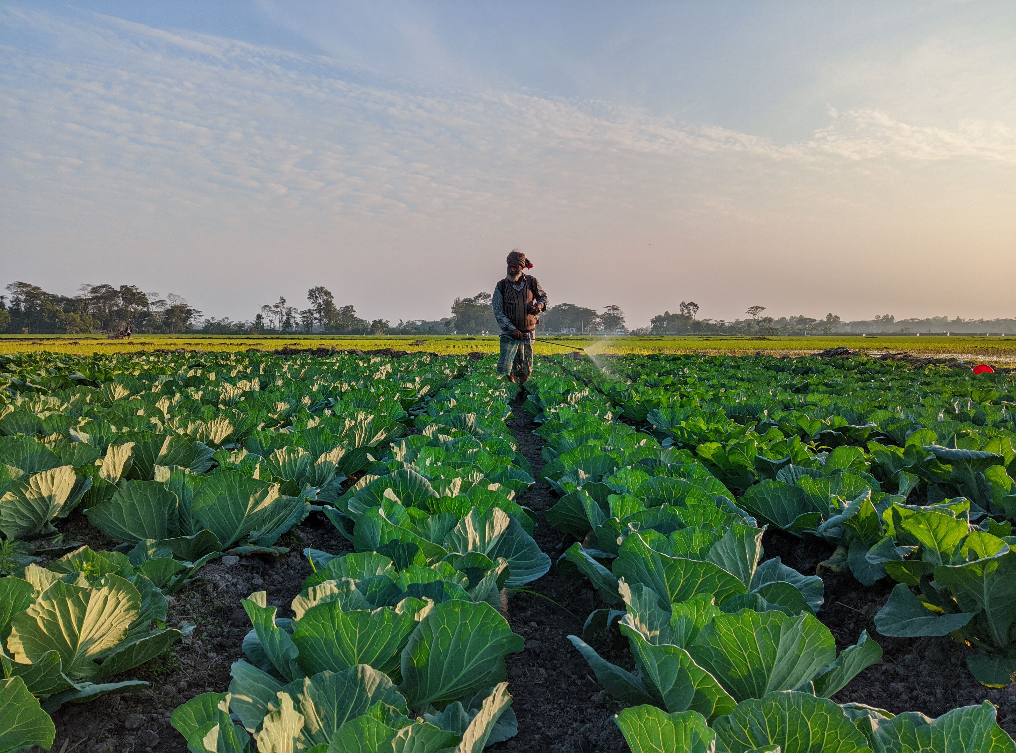 Farm development