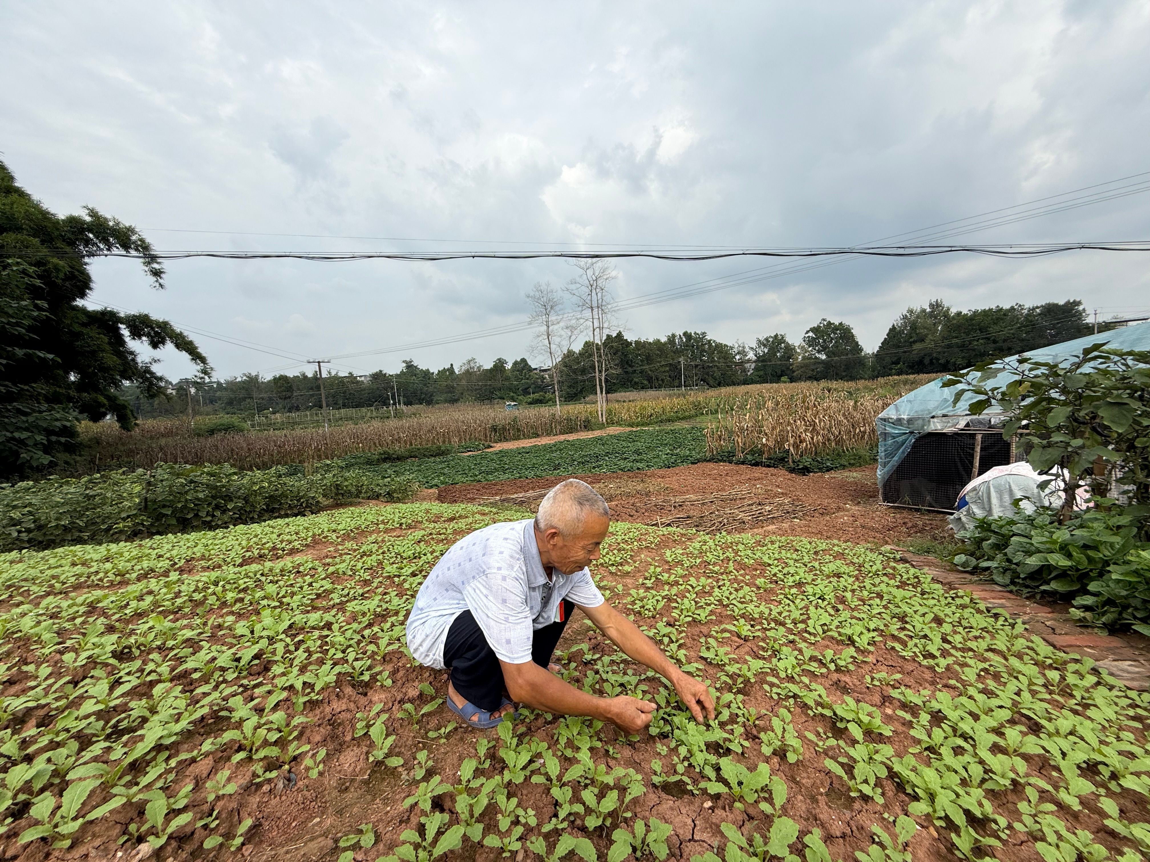 Crop activity